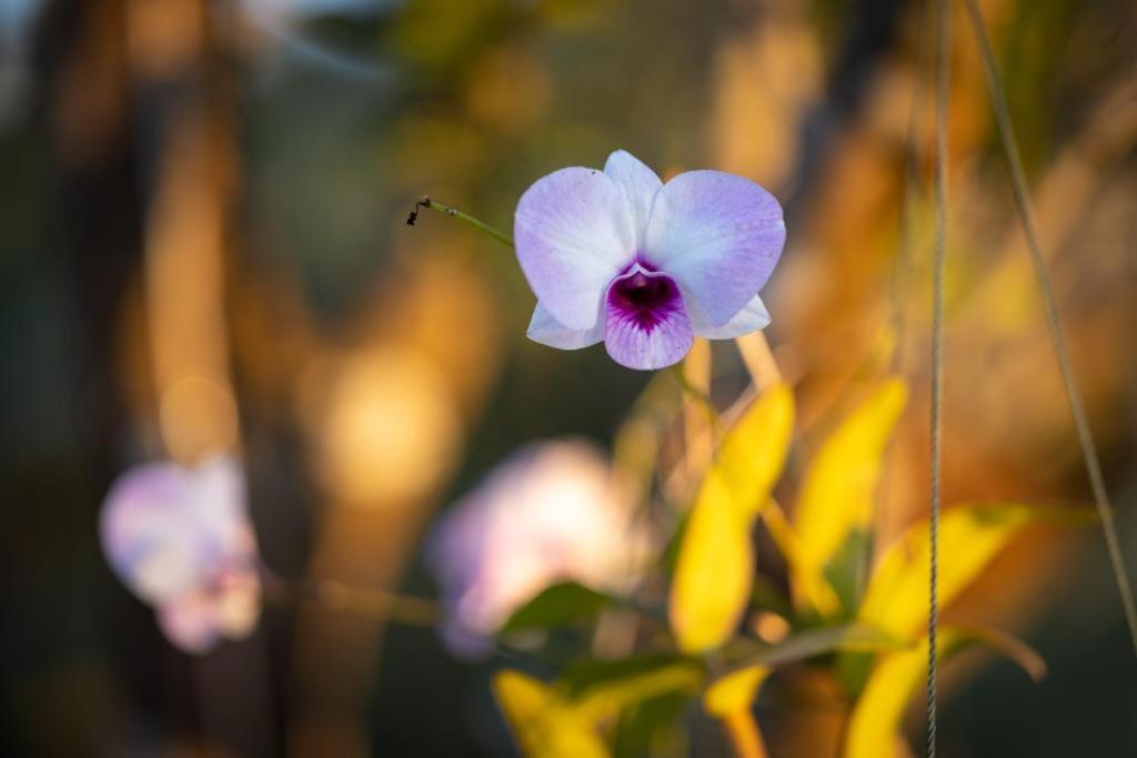 Resort Maison De Nongkhiaw ภายนอก รูปภาพ